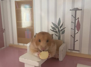 chomik w domku dla lalek zjada swoje przysmaki