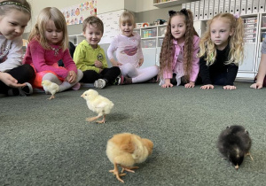 dzieci na dywanie obserwują spacerujące kurczaczki