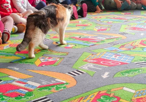 Kot spacerujący przed dziećmi siedzącymi na dywanie