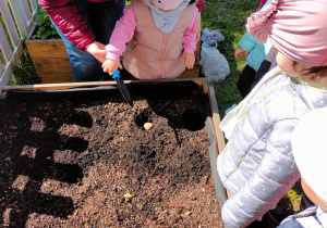 Nauczycielka pomaga dziewczynce zasypać ziemią posadzonego ziemniaka