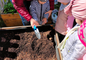 Nauczycielka pomaga dziewczynce zasypać ziemią posadzonego ziemniaka