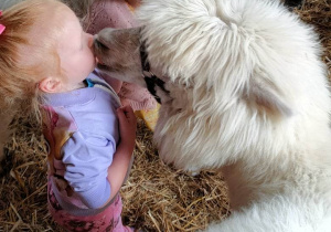 Alpaka daje dziewczynce buziaka