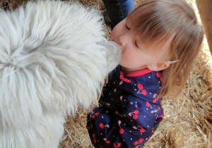 Alpaka daje dziewczynce całusa
