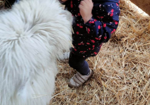 Dziewczynka cieszy się z kontaktu z alpaką