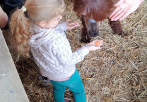 Dziewczynka karmi alpakę marchewką