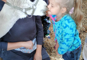 Dziewczynka karmi alpakę marchewką, którą trzyma w ustach