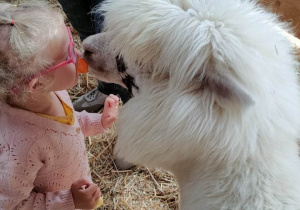 Dziewczynka karmi alpakę marchewką podając zwierzęciu przysmak ustami