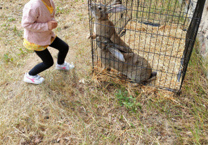 Dziewczynka przed klatką królików