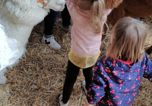 Dziewczynka przytula alpakę