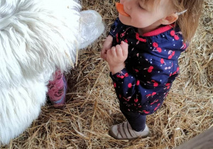Dziewczynka trzyma w ustach marchewkę, którą częstuje alpakę