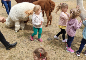 Dziewczynki podczas swobodnego kontaktu z alpakami