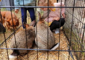 Dziewczynki w klatce u królików