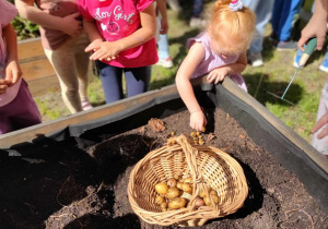 Dziewczynki zbierają ziemniaki do koszyka