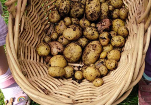 Zebrane ziemniaki w wiklinowym koszyku