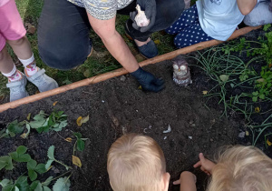Dzieci robią w ziemi dziurki, w które pani sadzi ząbki czosnku