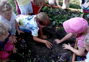 Dzieci zasypują ziemią posadzone cebuli tulipanów