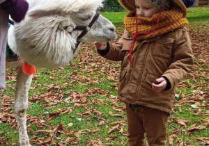 Ogród przedszkolny. Chłopiec karmi białą alpakę, wg instrukcji opiekunki zwierząt.