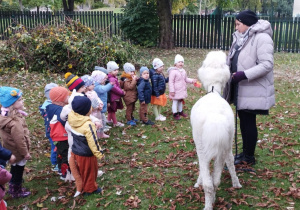 Ogród przedszkolny. Dzieci obserwują białą alpakę. Opiekunka alpak tłumaczy dzieciom zasady obcowania z tymi zwierzętami.