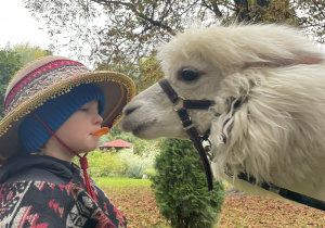 Chłopiec częstuje alpakę marchewką, którą trzyma w ustach