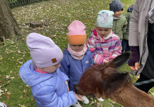 Dzieci podczas karmienia alpaki