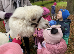 dzieci głaszczą białą alpakę