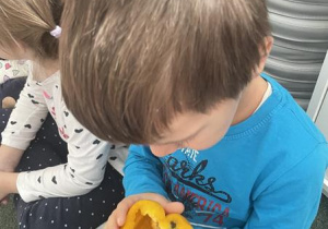 chłopiec ogląda budowę żółtej papryki