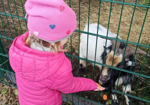 dziewczynka karmi kozę