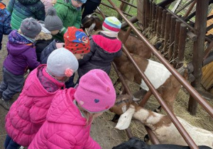 dzieci karmią kozy