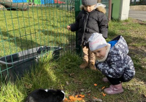 dzieci karmią królika