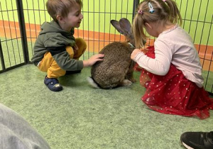 dzieci karmią i głaszczą króliki