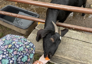 Dziewczynka karmiąca kozę
