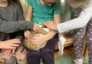 Dziewczynki głaszczące trzymanego na kolanach królika