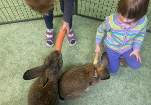 Dziewczynki karmiące marchewką oraz pietruszką króliki