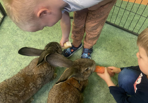 Chłopcy karmiący króliki