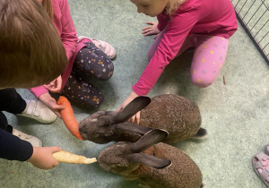 Dzieci głaszczące i karmiące króliki