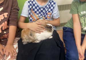Chłopiec trzymający na kolanach królika
