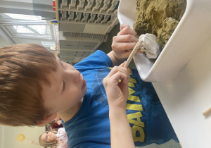 dzieci bawią się w paleontologów i wykopują skamieliny z piasku